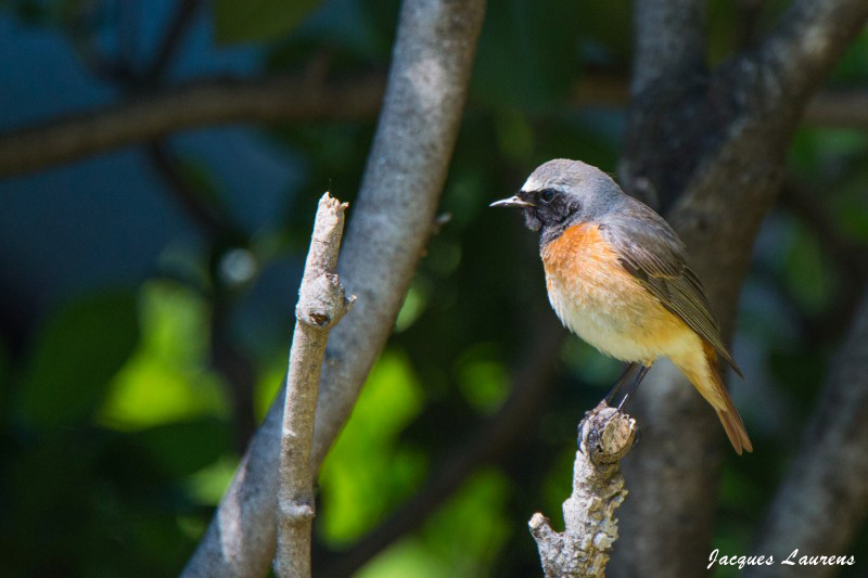 Rougequeue à Front blanc..jpg